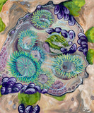 tide pool painting with anemones and mussels