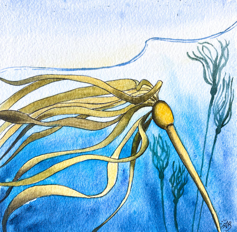 bull kelp underwater painting
