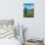 Big Sur Pine Canvas Print