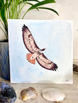 red tail hawk original small painting